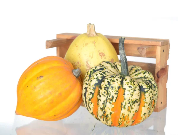 Calabaza y bellota — Foto de Stock