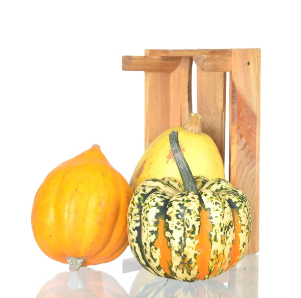 Mini calabazas — Foto de Stock