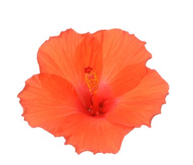 hibiscus çiçeği