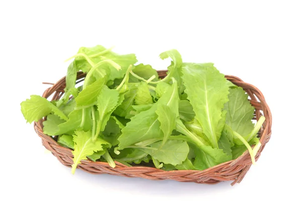 Organic young lettuce — Stock Photo, Image