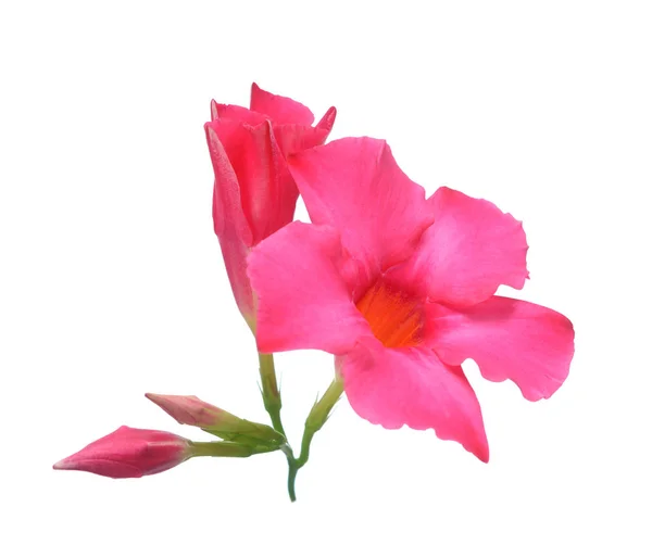 マゼンタ・ディプラーデニアの花 — ストック写真