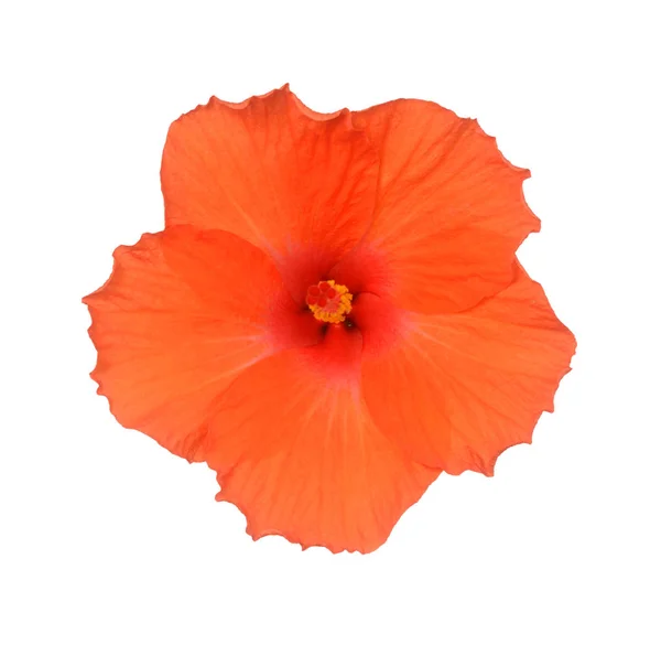 Hibiscus bloem — Stockfoto