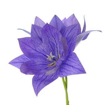 platycodon çan çiçek