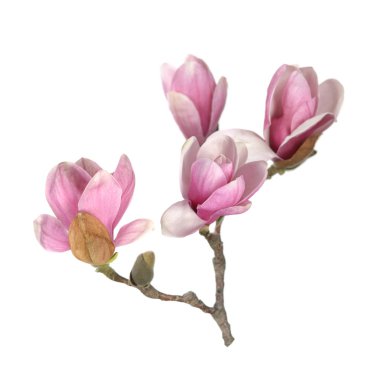 pembe Manolya