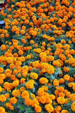 Marigold çiçek