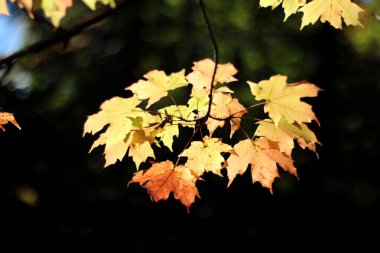 akçaağaç yaprakları