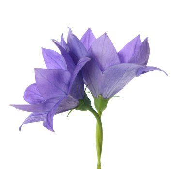 platycodon çiçekleri