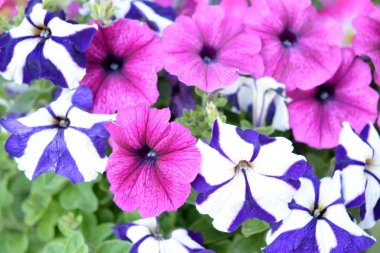 güzel Petunya çiçek