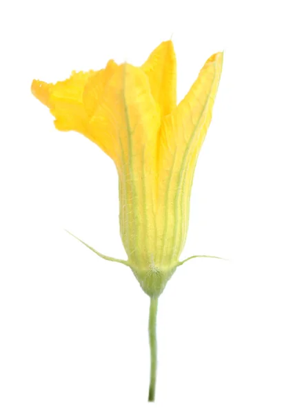 Flor de calabaza —  Fotos de Stock