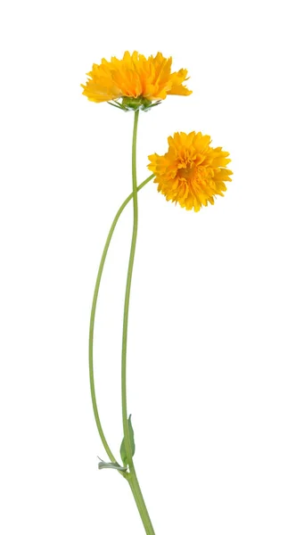 Flores coreopsis — Foto de Stock