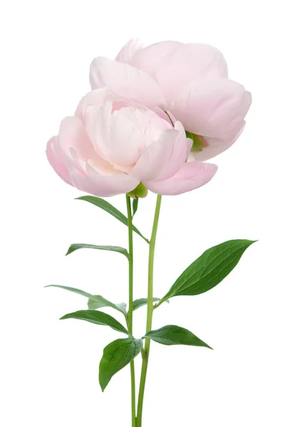 Pink peony — Stock Photo, Image