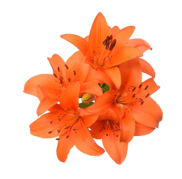 Bunga Lily — Stok Foto