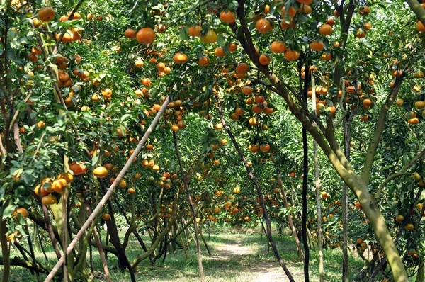 Alberi di mandarino — Foto Stock