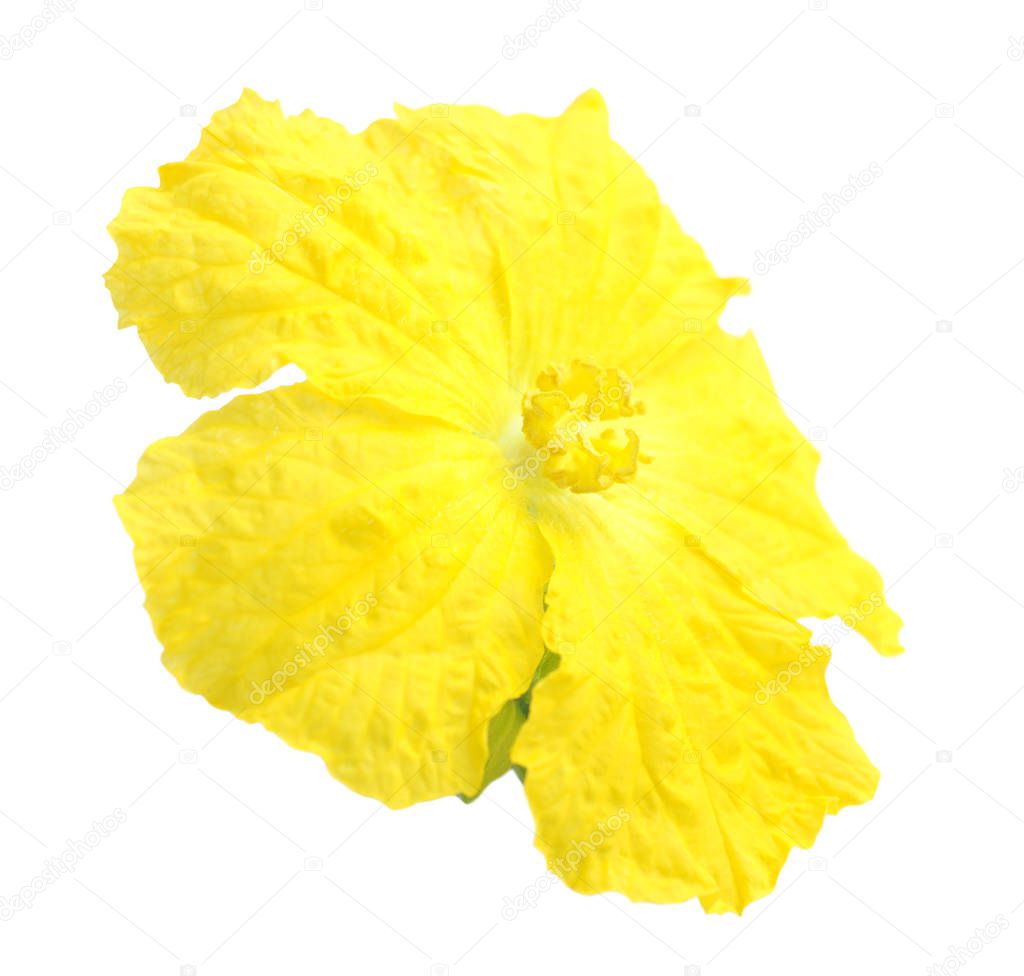 LUffa flower