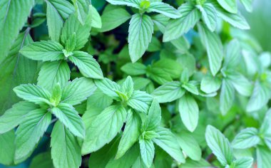  baharatlı nane ağaçları 