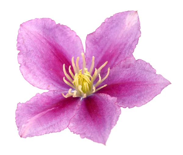 Różowy Clematis — Zdjęcie stockowe