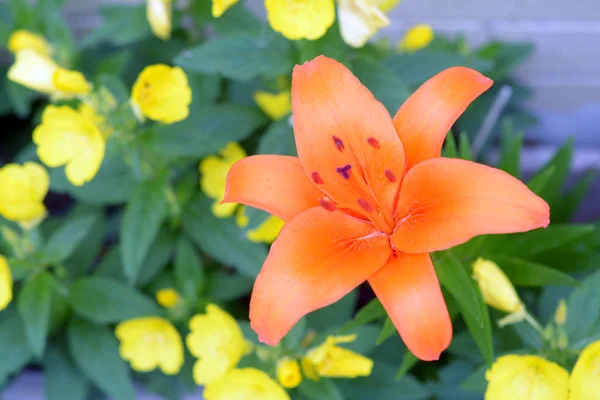 Giglio fiore — Foto Stock