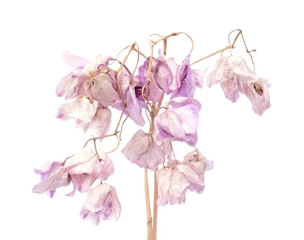 Dried orchid — Stock Photo, Image