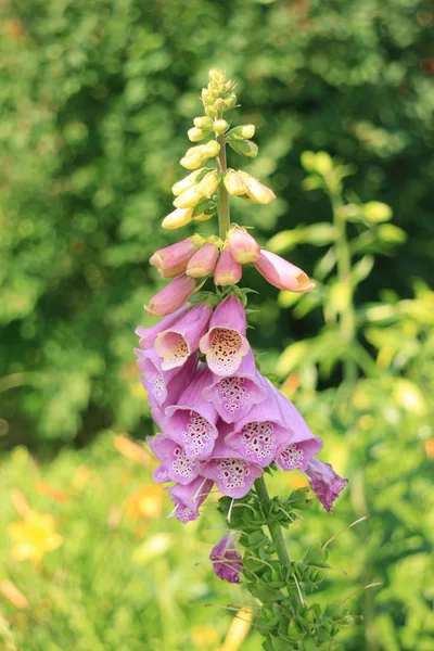 Lupin blomma — Stockfoto