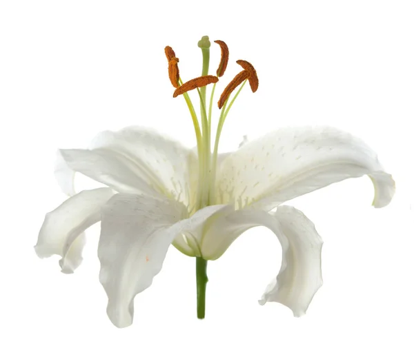 Κρίνος λουλούδι — Φωτογραφία Αρχείου