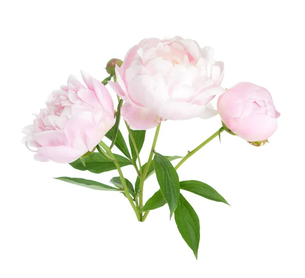 Peony branch — Stock Photo, Image