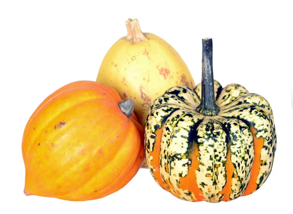 Calabaza de maíz — Foto de Stock