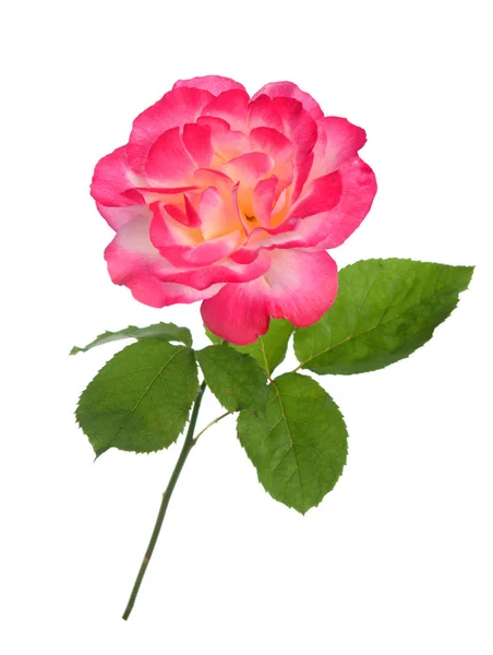 Einzelne Rose — Stockfoto