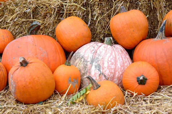 Calabaza —  Fotos de Stock