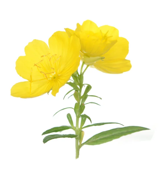 Sarı çuha çiçeği — Stok fotoğraf