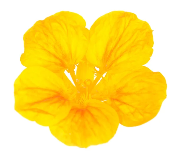 Nasturtium bloem — Stockfoto