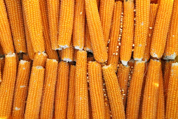 干的玉米 — 图库照片