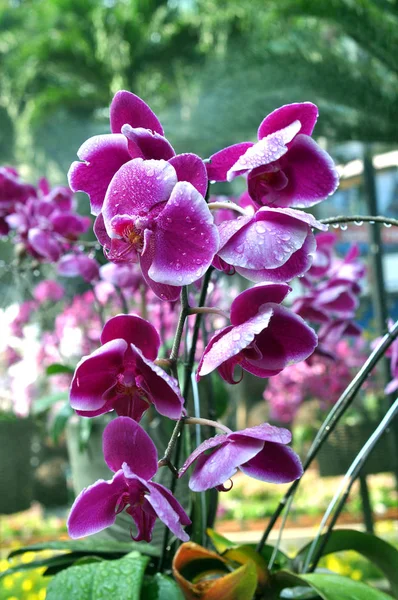 Фиолетовая орхидея — стоковое фото