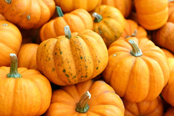 Pumpkin Royalty Free Stock Images