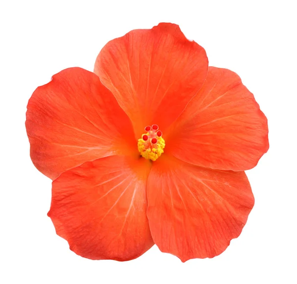 Orange hibiscus Stock Picture