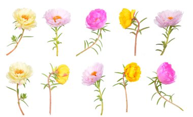 grandiflora çiçek
