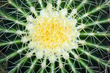 Gündüz vakti çiçek açan kaktüslerin kapanışı 