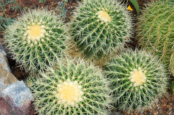 Zbliżenie Kwitnącego Kaktusa Ciągu Dnia — Zdjęcie stockowe