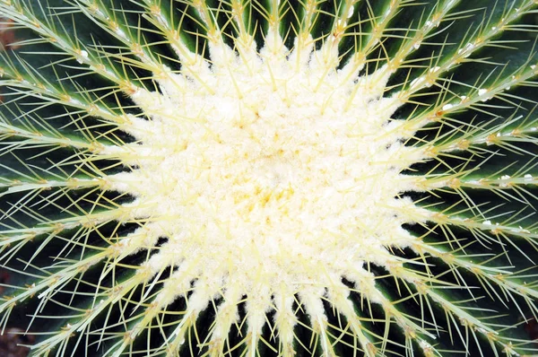 Primo Piano Dei Cactus Fiore Durante Giorno — Foto Stock