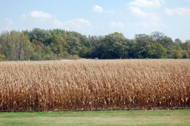 Gündüz kurumuş mısır tarlası 