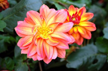 Çiçek açan Dahlia çiçeği, yakın plan görüntüsü  