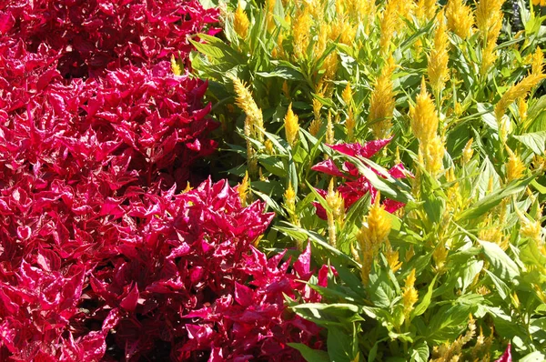 Gros Plan Fleurs Fleuries Colorées Pour Les Utilisations Fond — Photo