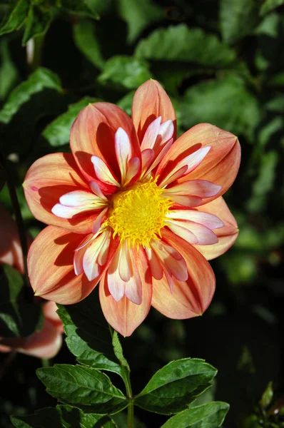 Κλείσιμο Πολύχρωμο Λουλούδι Ανθίζει Για Χρήσεις Υποβάθρου — Φωτογραφία Αρχείου