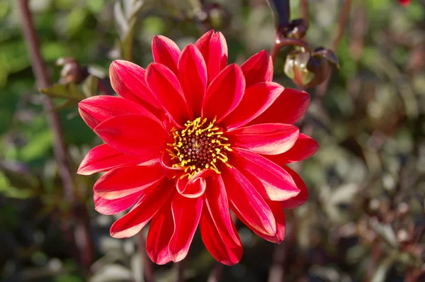 色とりどりの花々 間近で見ることができる — ストック写真