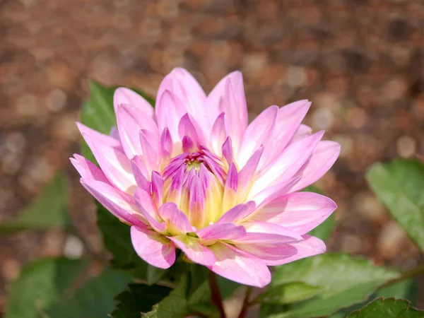 Πολύχρωμο Λουλούδι Ανθίζει Closeup Άποψη — Φωτογραφία Αρχείου