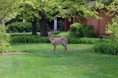 View of deer in garden at daytime