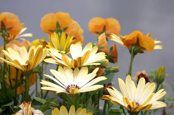 Daisy Květiny Kvetoucí Detailní Pohled — Stock fotografie