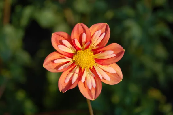 Daisy Virágok Virágzik Közelről — Stock Fotó