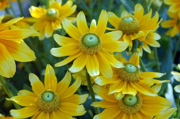 Daisy Flowers Blossoming Closeup View — Stock Photo, Image