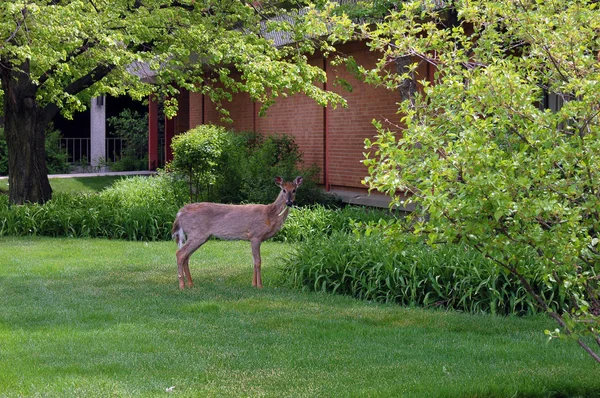View of deer in garden at daytime