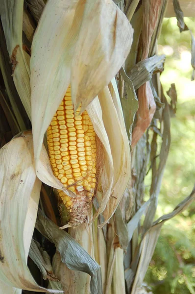 Dried Corn Field Daytime — Stock Photo, Image